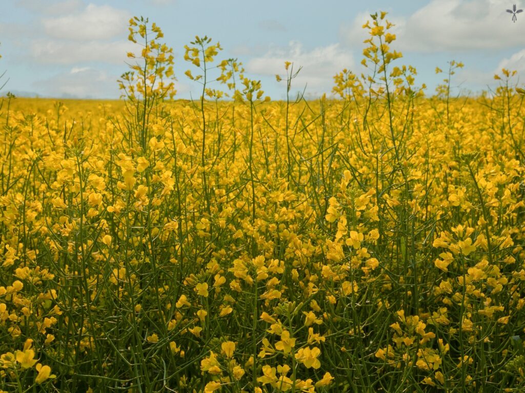stone ground mustard